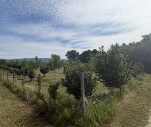 Zemljište, Trenkovo